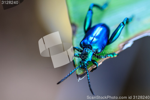 Image of  insect on green leaf 