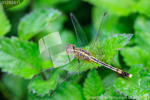 Image of dragonfly on plant