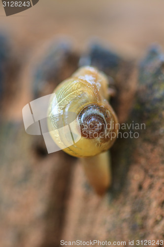 Image of snail in forest 