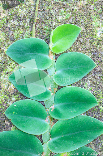 Image of Small leaves plant climbing on the tree