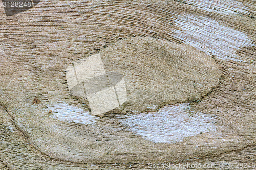 Image of texture of bark wood