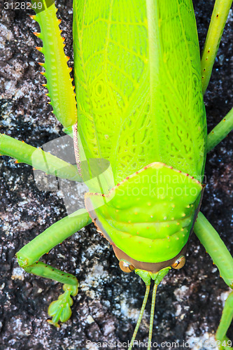 Image of grasshopper macro on stone