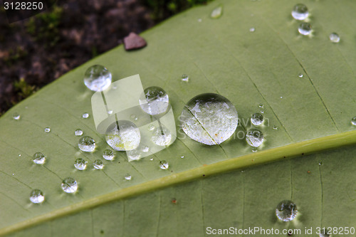 Image of  green leaf with drops of water 