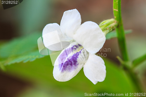Image of beautiful wild flower in forest