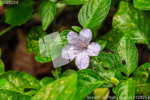 Image of beautiful wild flower in forest