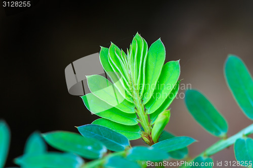 Image of Green shoot - New life is begin concept 