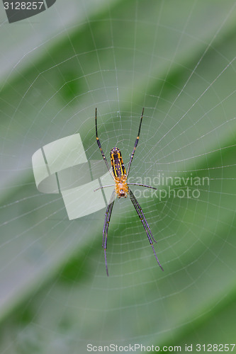 Image of spider in forest