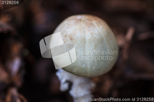 Image of mushrooms growing in the forest