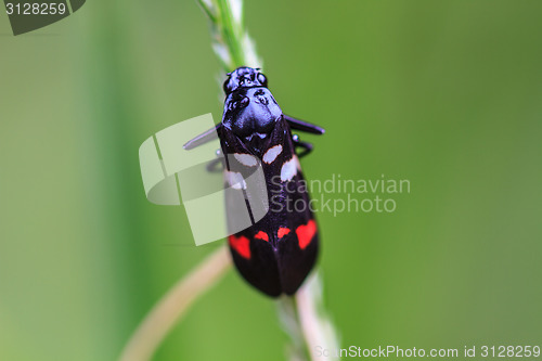 Image of  insect in nature background