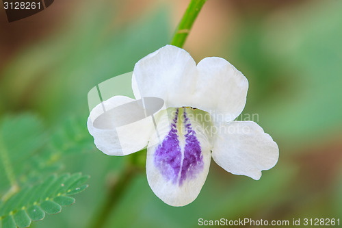 Image of beautiful wild flower in forest
