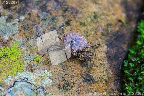 Image of Parasite tick on ground