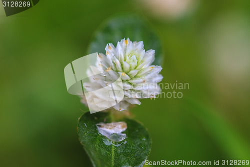 Image of beautiful wild flower in forest