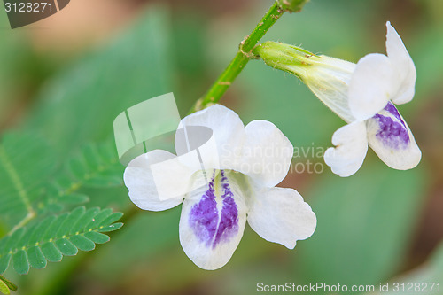 Image of beautiful wild flower in forest