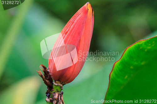 Image of Banana Ornamental, flower of banana 