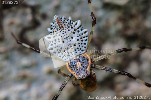 Image of white spider is staying in web  