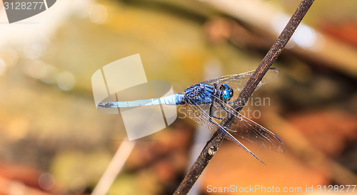 Image of dragonfly on plant