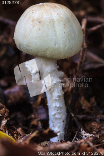 Image of mushrooms growing in the forest