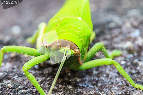 Image of grasshopper macro on stone