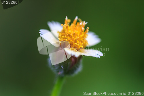 Image of beautiful wild flower in forest