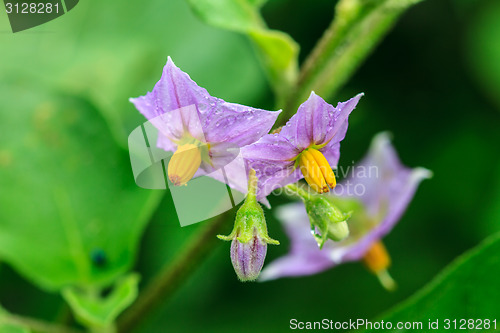 Image of Flower of eggplant 