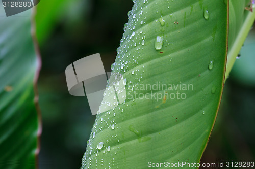 Image of  green leaf with drops of water 