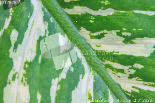 Image of Abstract green leaf texture for background 