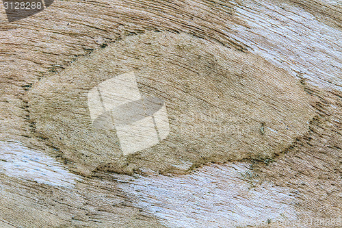 Image of texture of bark wood