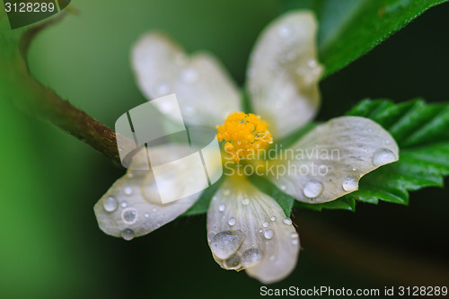 Image of beautiful wild flower in forest