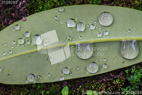 Image of  green leaf with drops of water 