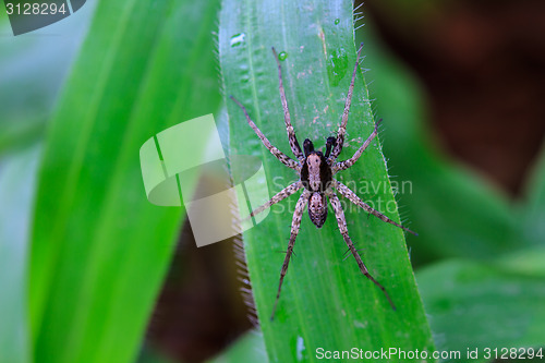 Image of spider in forest