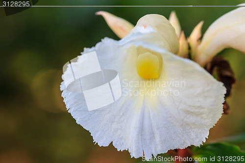 Image of  Costus speciosus in garden