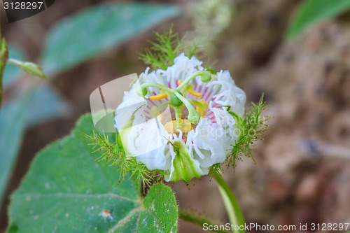 Image of flower from Thailand, Passiflora foetida, Fetid passionflower, S