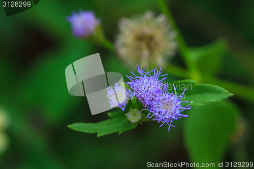 Image of beautiful wild flower in forest