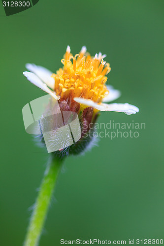 Image of beautiful wild flower in forest