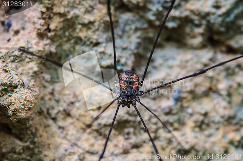 Image of Harvestman spider or daddy longlegs