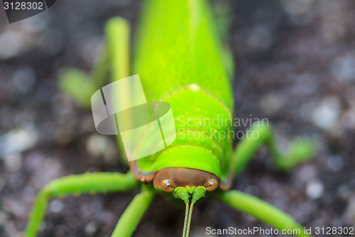 Image of grasshopper macro on stone