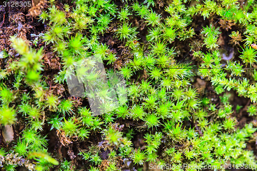 Image of  green moss in forest 