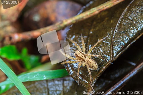 Image of spider in forest