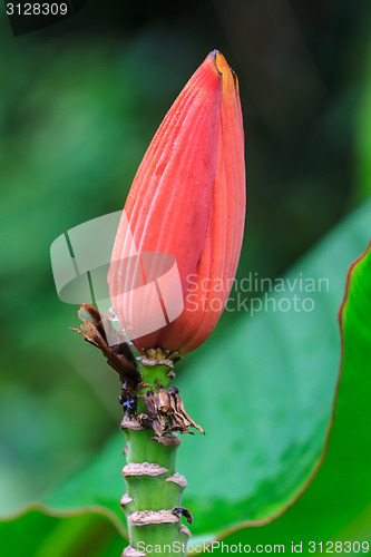 Image of Banana Ornamental, flower of banana 
