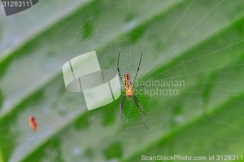 Image of spider in forest