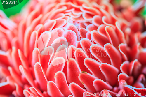 Image of Etlingera Elatior or Red Torch Ginger