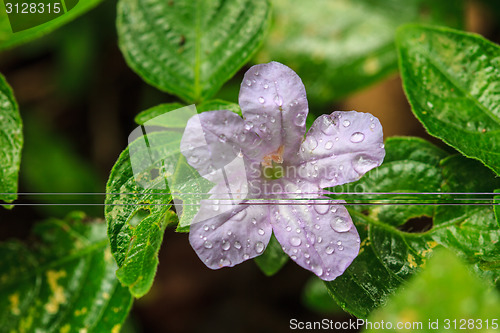 Image of beautiful wild flower in forest