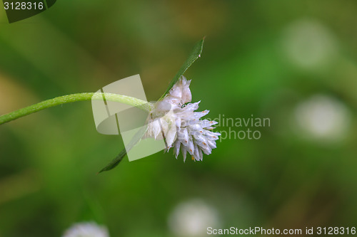 Image of beautiful wild flower in forest