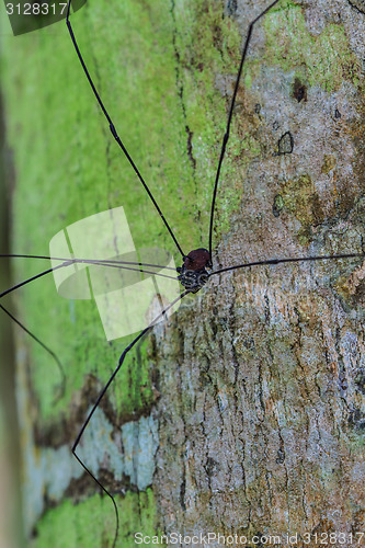 Image of Harvestman spider or daddy longlegs