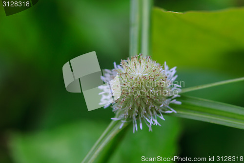 Image of beautiful wild flower in forest