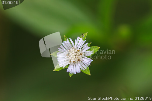 Image of beautiful wild flower in forest