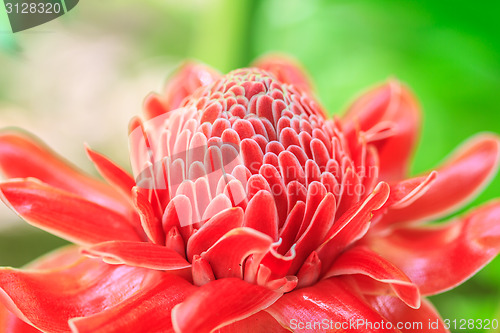 Image of Etlingera Elatior or Red Torch Ginger