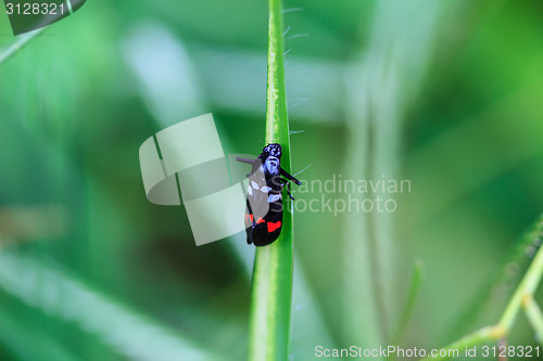 Image of  insect in nature background