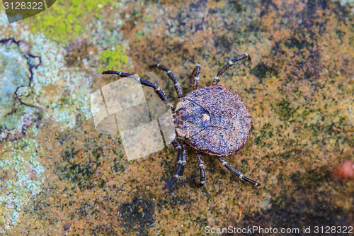 Image of Parasite tick on ground