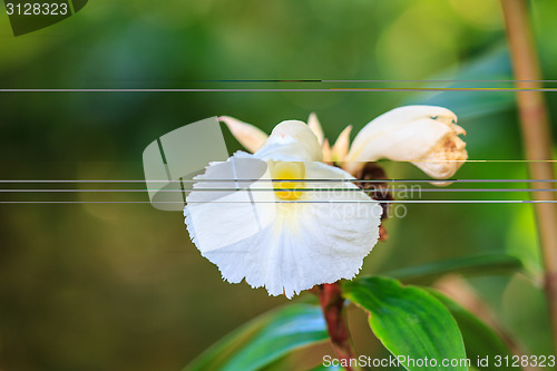 Image of  Costus speciosus in garden